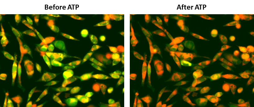 Endogenous P2Y receptor response to ATP in CHO-K1 cells. CHO-K1 cells were seeded overnight at a density of 40,000 cells per 100 µL per well in a 96-well black wall/clear bottom Costar plate. Next, 100 µL of 10 µM Cal-520ER™ AM in HHBS with 1 mM probenecid was added to each well. The cells were then incubated at 37 °C for 3 hours. In the final 30 minutes of incubation, the Cell Navigator® Live Cell Endoplasmic Reticulum (ER) Staining Kit *Red Fluorescence* (Cat# 22636) was added to stain the ER. After incubation, the dye-loading mediums were replaced with 100 µL HHBS containing 1 mM probenecid. The cells were imaged with a fluorescence microscope (Olympus IX71) using the FITC channel, both before and after the addition of 50 µL of 300 µM ATP.