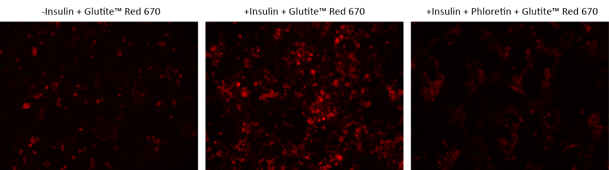 Fluorescence images of Glutite™ Red 670 uptake in differentiated 3T3-L1adipocytes using Cell Meter™ Glucose Uptake Imaging Kit. Differentiated 3T3-L1 cells at 50,000 cells/wells/100 µL were seeded overnight in a 96-well Poly-D-Lysine black wall/clear bottom plate. The cells were pre-treated with insulin for 2 hours before being treated with Glutite™ Red 670 and phloretin for 60 minutes. The images were acquired using a fluorescence microscope with a Cy5 filter set.