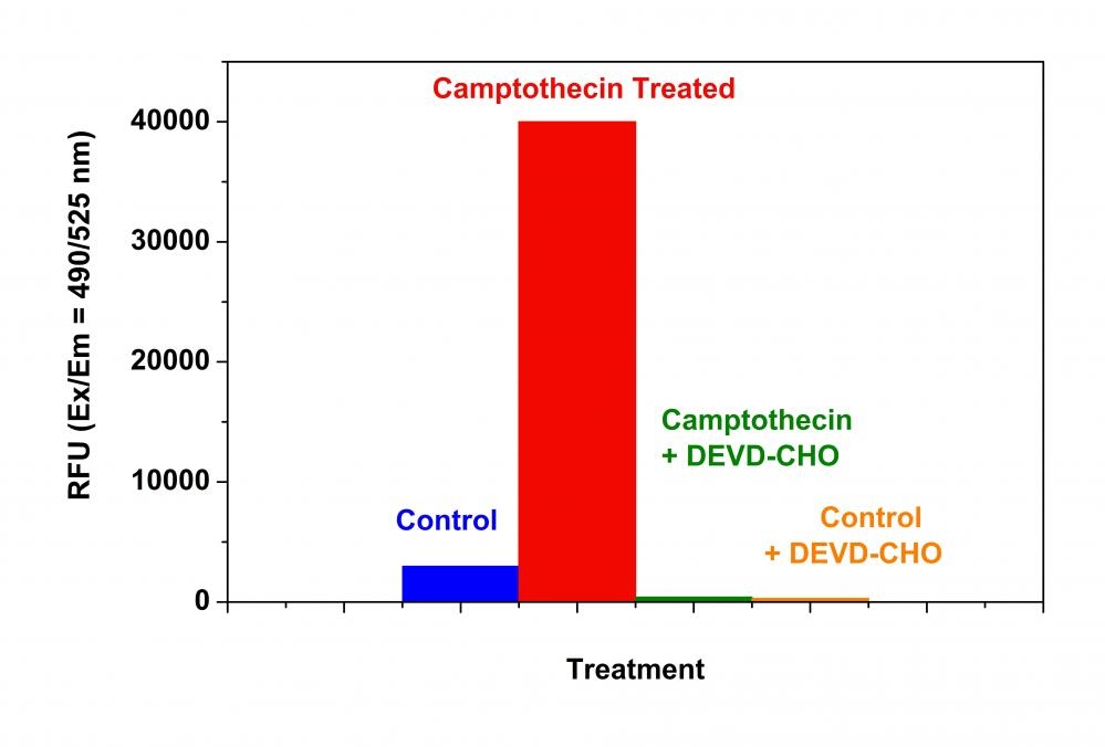Detection of caspase 3/7 Activity in Jurkat cells. Jurkat cells were seeded on the same day at 80,000 cells/well/90 µL in a black wall/clear bottom 96-well costar plate. The cells were treated with or without 20 µM of camptothecin for 5 hours, and/or 5 µM caspase 3/7 inhibitor AC-DEVD-CHO for 10 minutes. The caspase 3/7 working solution (100 µL/well) was added and incubated at room temperature for 1 hour. The fluorescence intensity was measured at Ex/Em = 490/525 nm (Cutoff = 515 nm) using the NOVOstar instrument (BMG Labtech).