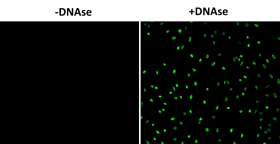 HeLa cells were fixed and treated with or without DNAse for 60 mins at 37 °C. The cells were then stained with Cell Meter™ TUNEL apoptosis assay kit. DNA strand breaks showed intense fluorescent staining in DNAse treated cells. The signal was acquired with fluorescence microscope using a FITC filter set.