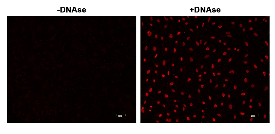 <strong>Fluorescence </strong><strong>images of TUNEL assay </strong><strong>with  </strong><strong>HeLa cells. </strong>  <br /> HeLa cells were fixed and treated with or without DNAse for 60 mins at 37 °C. The cells were then stained with Cell Meter™ Fixed Cell and Tissue TUNEL Apoptosis Assay Kit. DNA strand breaks showed intense fluorescent staining in DNAse treated cells. The signal was acquired with fluorescence microscope using a Cy3 filter set.