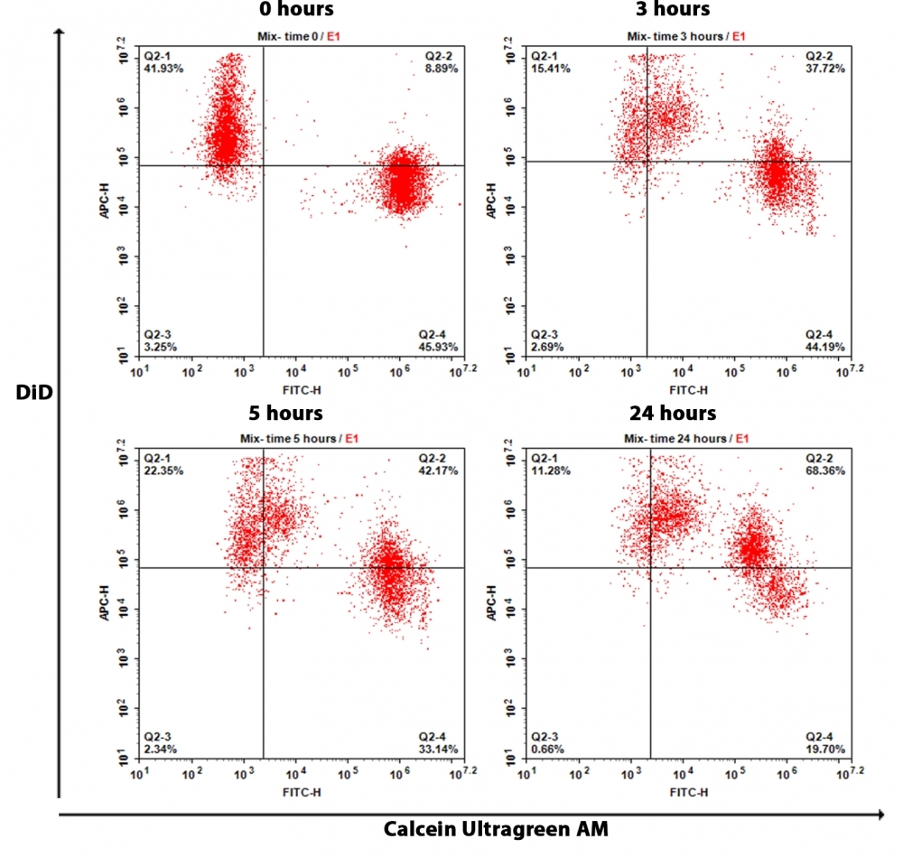 The GAP junctions were analyzed by flow cytometry. HeLa cells were stained with Calcein Ultragreen AM and DiD separately as per the protocol. Cells were mixed well with 1:1 ratio and replated with cell culture medium. Response was measured using NovoCyte flow cytometer (ACEA Biosciences) with FITC and APC channel. As time progress, Q2-2 population (double positive population) increases.