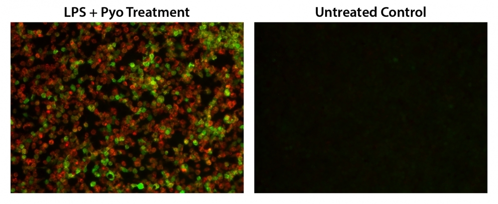 Fluorescence images of simultaneous detection of intracellular nitric oxide (NO) and total ROS in RAW 264.7 macrophage. Cells were co-stained with Nitrixyte™ Orange (Red) and Amplite® ROS Green (Green). The cells were then treated with or without 20 µg/mL of lipopolysaccharide (LPS), 1 mM L-arginine (L-Arg) and 50 µM Pyocyanin (Pyo) at 37°C for 16 hours. The fluorescence signals were measured using fluorescence microscope equipped with TRITC (Nitrixyte™ Orange, Red) and FITC (Amplite® ROS Green, Green) filter sets, simultaneously.