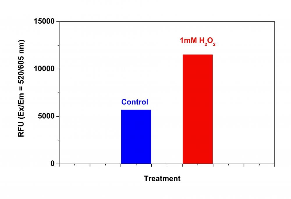 Detection of ROS in Jurkat cells with Cell Meter™ Fluorimetric Intracellular Total ROS Activity Assay Kit. Jurkat cells were seeded on the same day at 300,000 cells/100µL/well in a Costar black wall/clear bottom 96-well plate. The ROS assay loading solution (100 µL/well) was added and incubated in a 5% CO2, 37 °C incubator for 1 hour. The cells were treated with or without 1 mM H<sub>2</sub>O<sub>2</sub> for 2 hours. The fluorescence signal was monitored at Ex/Em = 520/605 nm (Cutoff = 590 nm) with bottom read mode using FlexStation (Molecular Devices).