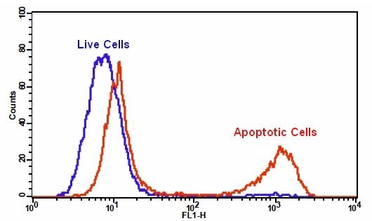 Detection of caspase activity using Cell Meter™ Generic Fluorometric Caspase Activity Assay Kit in Jurkat cells. TF2-VAD-FMK fluorescence intensity was induced with the addition of camptothecin in Jurkat cells. Jurkat cells were treated without (Blue) or with 20 µM camptothecin (Red) in a 37 °C, 5% CO2 incubator for 4-5 hours, and then dye loaded with TF2-VAD-FMK for 1 hour. Response was recorded using BD FACSCalibur flow cytomter using FL-1 channel.
