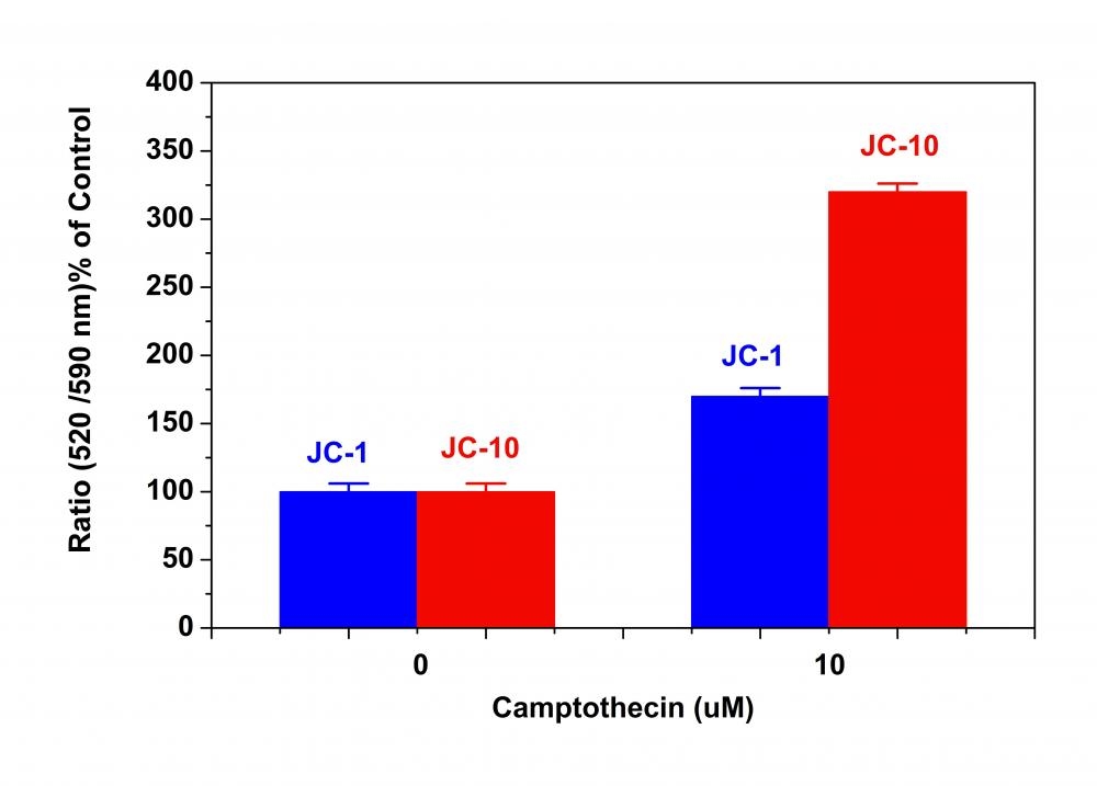 Campotothecin-induced mitochondria membrane potential changes were measured with JC-10™ and JC-1 in Jurkat cells. After Jurkat cells were treated with camptothecin (10 µM) for 4 hours, JC-1 and JC-10™ dye working solutions were added to the wells and incubated for 30 minutes. The fluorescence intensities for both J-aggregates (highlighted in blue) and monomeric forms (highlighted in red) of JC-1 and JC-10™ were measured at Ex/Em = 490/525 nm (Cutoff = 515 nm) and 490/590 nm (Cutoff = 570 nm) with NOVOstar microplate reader (BMG Labtech).