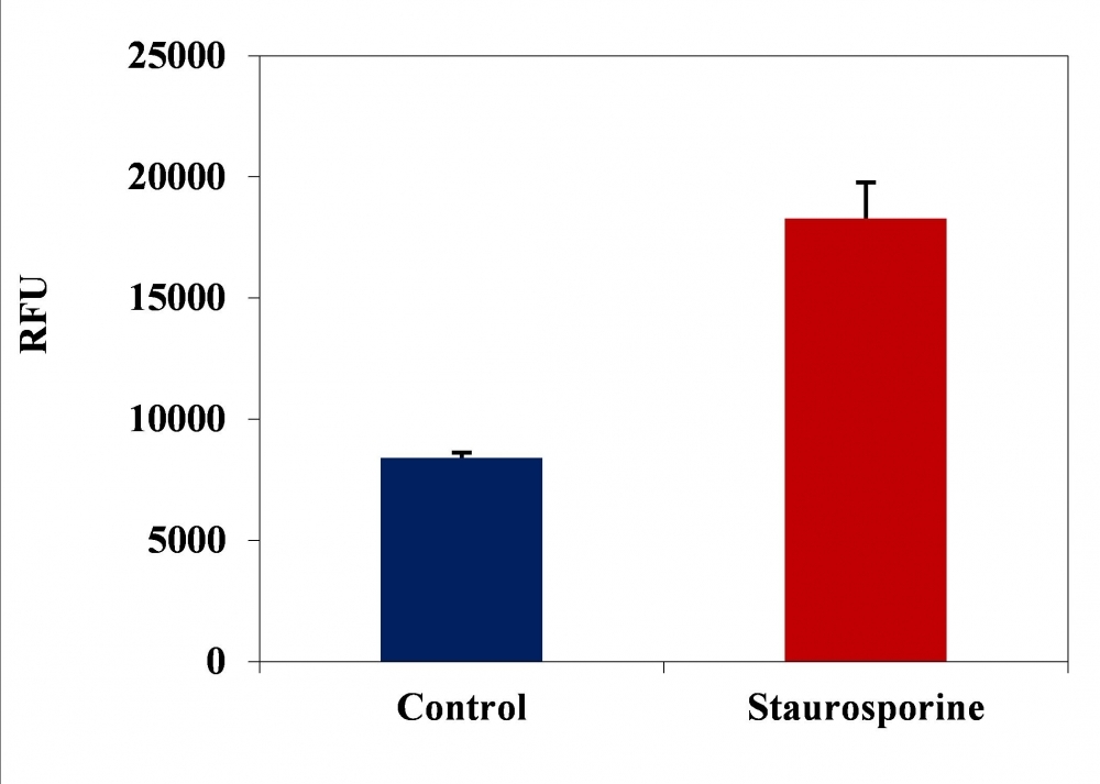 <p>FAM-DEVD-FMK fluorometric detection of active caspases 3/7 using Kit #20100 in Jurkat cells. The cells were treated with 1 μM staurosporine for 3 hours (Red) while untreated cells were used as a control (Blue). Cells were incubated with FAM-DEVD-FMK for 1 hour at 37°C. The Fluorescent intensity (300, 000 cells/100 μL/well) was measured at Ex/Em = 490/525 nm (cut off at 515 nm) with a FlexStation microplate reader using bottom read mode.</p>