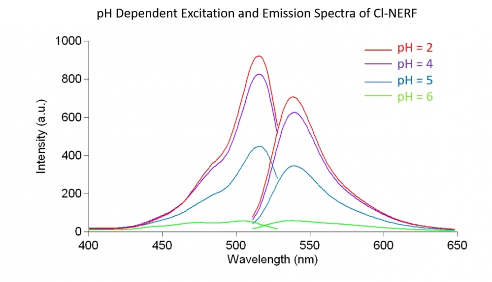 <p>Steady-state excitation and emission spectra of Cl-NERF in aqueous buffer solution with increasing pH moving from bottom to top at pH = 2.0 (red line), 4 (purple line), 5 (blue line) and 6 (green line).</p>