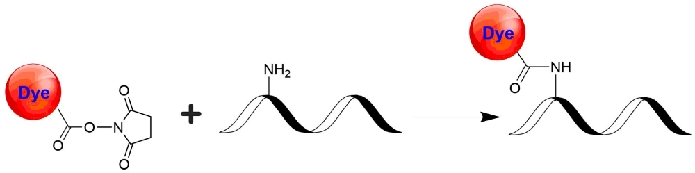 Cy2DIGE NHS ester, an equivalent of Cy2® NHS ester minimal dye, is used for labeling proteins subject to DIGE analysis. Cy2DIGE is commonly used as a reference color together with C3DIGE and/or Cy5DIGE.