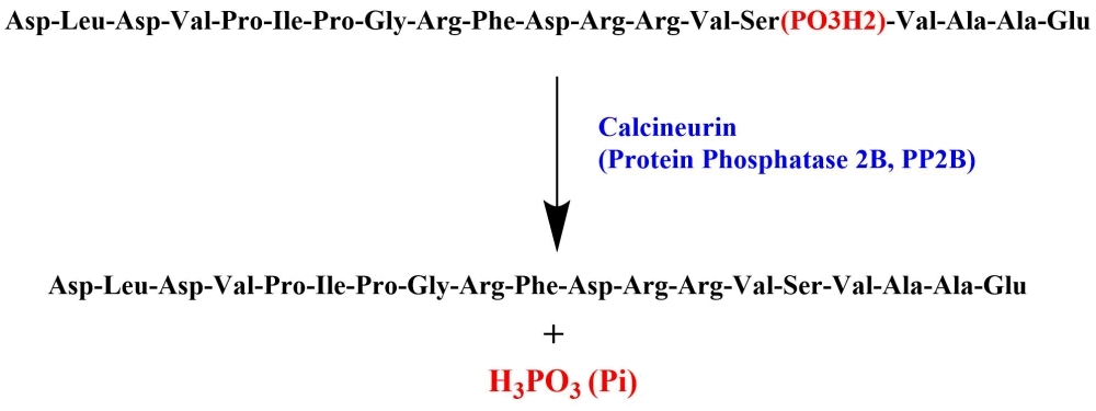 DLDVPIPGRFDRRVpSVAAE (H-Asp-Leu-Asp-Val-Pro-Ile-Pro-Gly-Arg-Phe-Asp-Arg-Arg-Val-Ser(PO?H?)-Val-Ala-Ala-Glu-OH) is an excellent peptide substrate for calcineurin (Protein Phosphatase 2B, PP2B). AAT Bioquest has developed a few excellent phosphate assays that can be used for monitoring the release of phosphate from the dephosphorylation of DLDVPIPGRFDRRVpSVAAE by calcineurin. PhosphoWorks™ Colorimetric Phosphate Assay Kit (21665) and PhosphoWorks™ Colorimetric MESG Phosphate Assay Kit (21659) can be used for the colorimetric measurement of phosphate. For higher sensitivity, the release of phosphate can be quantified fluorometrically with PhosphoWorks™ Fluorimetric Phosphate Assay Kit (21660).