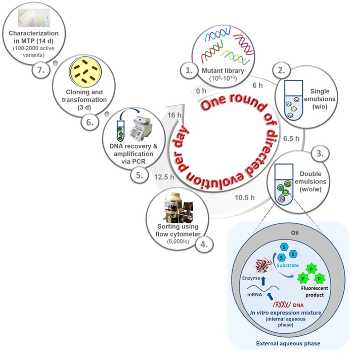 Principle of InVitroFlow comprising 7 steps. (1) Mutant library generation using a linear DNA template (approx. 6 h), (2) entrapment of mutant cellulase library in (w/o) single emulsions within 0.5 h, (3) cell-free expression of mutant library and generation of (w/o/w) emulsions within 4 h, (4) sorting of active variants within (w/o/w) emulsions using flow cytometer within 2 h, and (5) DNA recovery from (w/o/w) emulsions and PCR gene amplification in 3.5 h. A whole round of InVitroFlow (diversity generation, screening by flow cytometry, amplification) can be completed within 16 h. (6) Cloning and transformation into expression host (2 days), and (7) screening of up to 2,000 beneficial clones in MTP format and characterization of a few variants (7–12 days). Source: <strong><em>In vitro</em> flow cytometry-based screening platform for cellulase engineering </strong>by Körfer et al., <em>Scientific Reports</em>, May 2016.
