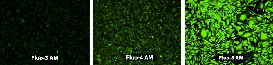 U2OS cells were seeded overnight at 40,000 cells/100 µL/well in a 96-well black wall/clear bottom costar plate. The growth medium was removed, and the cells were incubated with, respectively, 100 µL of Fluo-3 AM, Fluo-4 AM and Fluo-8® AM in HHBS at a concentration of 4 uM in a 37 °C, 5% CO2 incubator for 1 hour. The cells were washed twice with 200 µL HHBS, then imaged with a fluorescence microscope (Olympus IX71) using FITC channel.