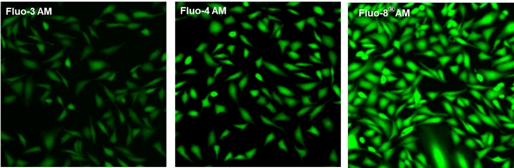 U2OS cells were seeded overnight at 40,000 cells per 100 uL per well in a 96-well black all/clear bottom costar plate. The growth medium was removed, and the cells were incubated with 100 uL of 4 uM Fluo-3 AM, Fluo-4 AM or Fluo-8® AM in HHBS at 37 °C for 1 hour. The cells were washed twice with 200 uL HHBS, then imaged with a fluorescence microscope using FITC channel.