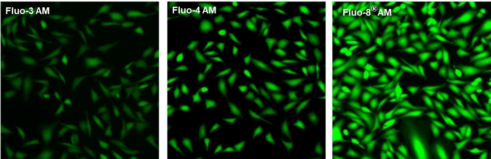 U2OS cells were seeded overnight at 40,000 cells per 100 uL per well in a 96-well black all/clear bottom costar plate.  The growth medium was removed, and the cells were incubated with 100 uL of 4 uM Fluo-3 AM, Fluo-4 AM or Fluo-8® AM in HHBS at 37 °C for 1 hour. The cells were washed twice with 200 uL HHBS, then imaged with a fluorescence microscope using FITC channel.