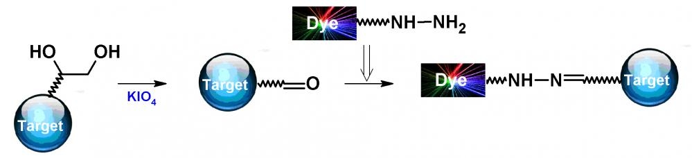 <p>Fluorescent dye hydrazine derivatives are the most popular tool for conjugating dyes to a target compound with a carbonyl group (e.g., aldehyde, carboxylic acid or activated carboxy group such as NHS ester). Fluorescent dye hydrazine derivatives are useful for tracing neurons.</p>