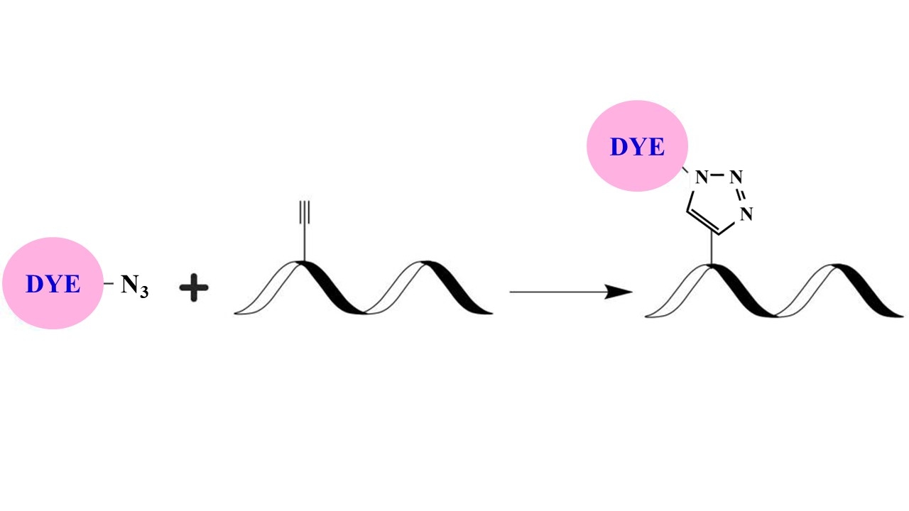 <p>Click chemistry is a method for attaching a probe or substrate of interest to a specific biomolecule, a process called bioconjugation. The possibility of attaching fluorophores and other reporter molecules has made click chemistry a very powerful tool for identifying, locating, and characterizing both old and new biomolecules. The classic click reaction is the copper-catalyzed reaction of an azide with an alkyne to form a 5-membered heteroatom ring, this reaction is commonly called Cu(I)-Catalyzed Azide-Alkyne Cycloaddition (CuAAC).</p>