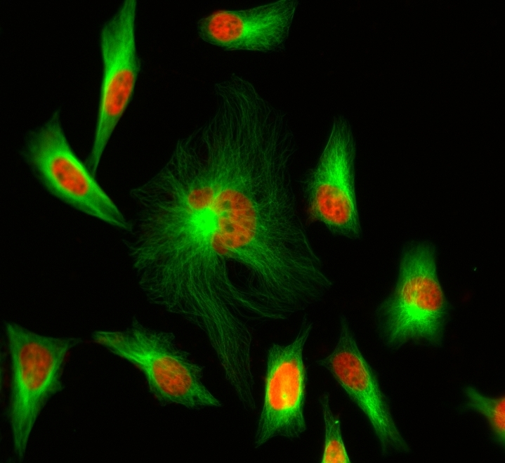 HeLa cells were stained with rabbit anti-tubulin followed by iFluor® 488 goat anti-rabbit IgG (H+L), and nuclei were stained with Nuclear Red™ DCS1 (Cat No. 17552).
