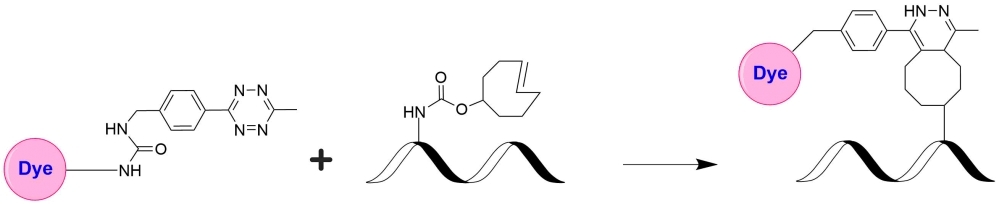 The tetrazine-trans-cyclooctene (TCO) ligation constitutes a non-toxic biomolecule labeling method of unparalleled speed. A tetrazine-functionalized molecule reacts with a TCO-functionalized molecule, forming a stable conjugate via a dihydropyrazine moiety. This has gained popularity due to its extremely fast kinetics. iFluor® 488 tetrazine can be readily used to label tetrazine-modified biological molecules for fluorescence imaging and other fluorescence-based biochemical analysis.