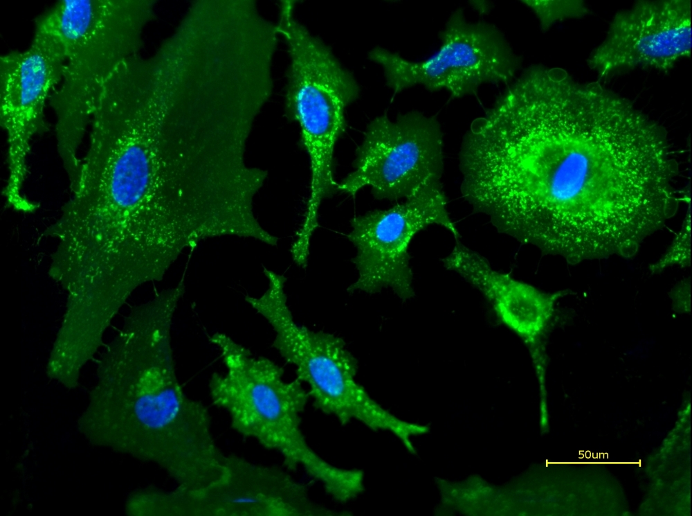 Live HeLa cells were stained with iFluor® 488-Wheat Germ Agglutinin (WGA) Conjugate at 5 µg/mL for 30 minutes followed by Hoechst 33342 (AAT Cat# 17535). Image was acquired using fluorescence microscopy using FITC and DAPI filter set.