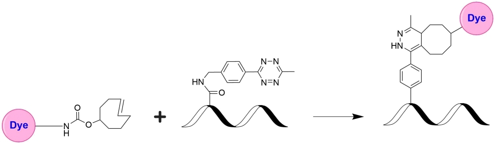 The tetrazine-trans-cyclooctene (TCO) ligation constitutes a non-toxic biomolecule labeling method of unparalleled speed. A tetrazine-functionalized molecule reacts with a TCO-functionalized molecule, forming a stable conjugate via a dihydropyrazine moiety. This has gained popularity due to its extremely fast kinetics. iFluor® 555 TCO can be readily used to label tetrazine-modified biological molecules for fluorescence imaging and other fluorescence-based biochemical analysis.