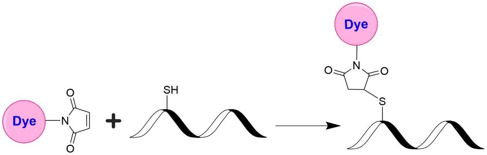 Fluorescent dye maleimides (e.g., iFluor® 560 maleimide) are the most popular tool for conjugating dyes to a peptide, protein, antibody, thiol-modified oligonucleotide or nucleic acid through their SH group. Maleimides react readily with the thiol group of proteins, thiol-modified oligonucleotides, and other thiol-containing molecules under neutral conditions. The resulting dye conjugates are quite stable.