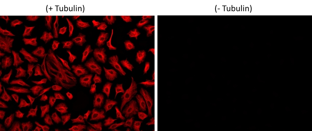 HeLa cells were incubated with (+ Tubulin) or without (-Tubulin) mouse anti-tubulin followed by iFluor® 560 goat anti-mouse IgG conjugate stain and visualized with Cy3 Filter.