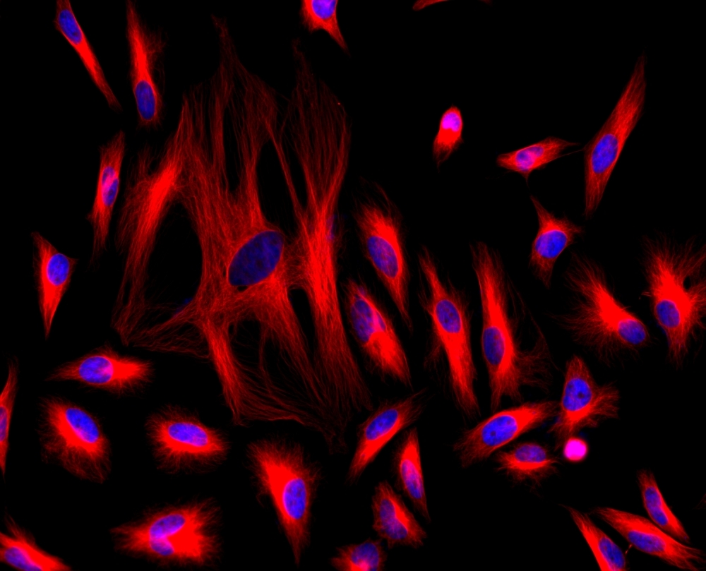 <p>HeLa cells were stained with mouse anti-tubulin followed with iFluor<sup>TM</sup> 647 goat anti-mouse IgG (H+L) (red); and nuclei were stained with DAPI (blue).</p>