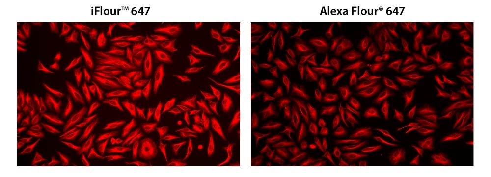 HeLa cells were incubated with mouse anti-tubulin and biotin goat anti-mouse IgG followed by AAT’s iFluor® 647-streptavidin conjugate (Red, Left) or streptavidin conjugated with Alexa Fluor<sup>®</sup> 647 (Red, Right), respectively.