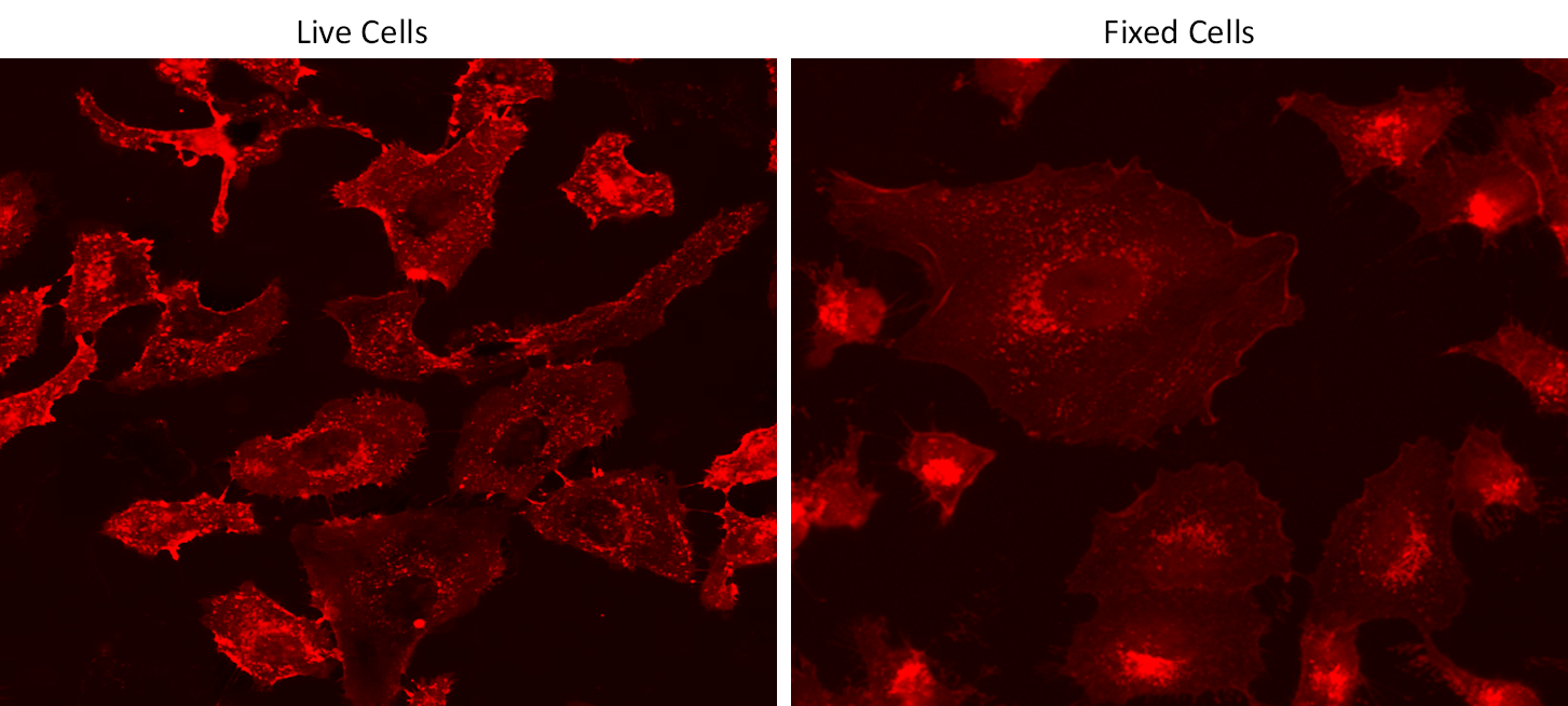 Live and fixed HeLa cells were stained with iFluor® 750-Wheat Germ Agglutinin (WGA) Conjugate at 10 µg/mL for 30 minutes. The image was acquired on a fluorescence microscope using a Cy7 LP filter set.