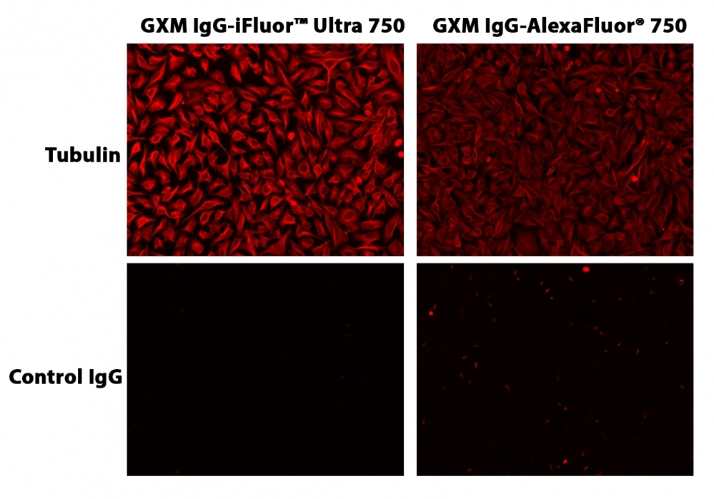 HeLa cells were incubated with mouse anti-tubulin followed by AAT’s iFluor<sup>TM</sup> Ultra 750 goat anti-mouse IgG conjugate or Alexa Fluor<sup>®</sup> 750 goat anti-mouse IgG.