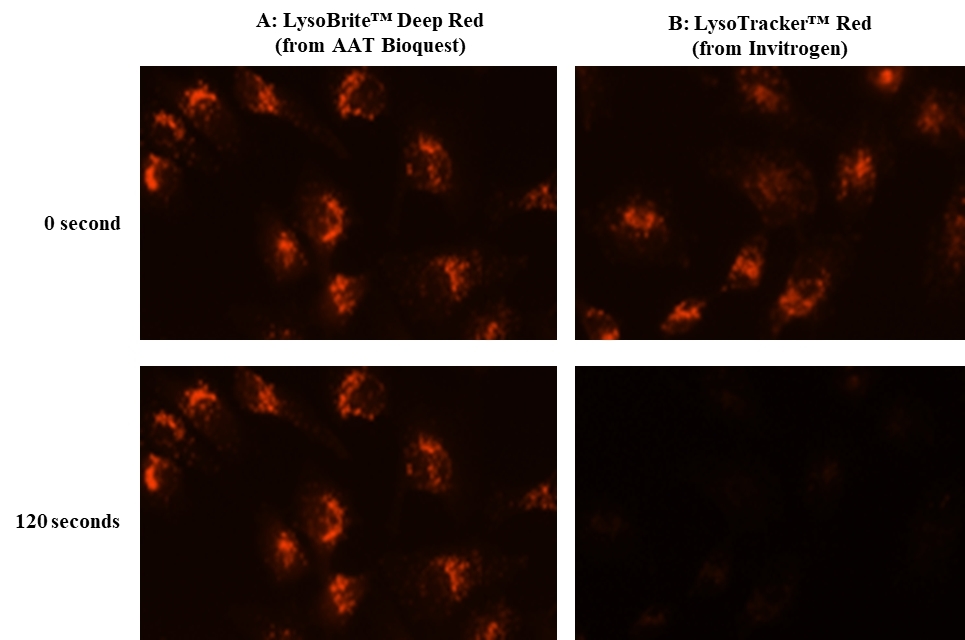Image of Hela cells stained with the A: LysoBrite™ Deep Redor B: LysoTracker® Red DND-99 (from Invitrogen) in a Costar black 96-well plate. The TRTIC signals were compared at 0 and 120 seconds exposure time by using an Olympus fluorescence microscope.