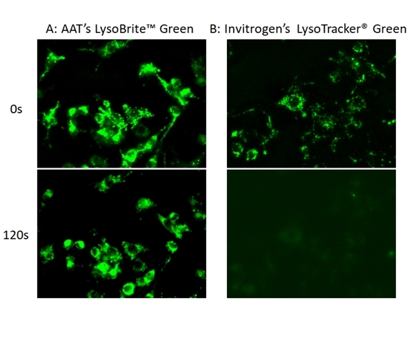 Images of HeLa cells stained with A: AAT’s LysoBrite ™ Green, B: Invitrogen’s LysoTracker® Green DND-26 in a Costar black wall/clear bottom 96-well plate. Samples were continuously illuminated for 120 seconds, and the signals were compared before and after the exposure by using a Keyence fluorescence microscope.