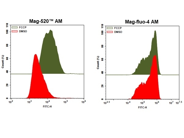 In vitro detection of Mg<sup>+2</sup>. HL-60 cells were stained with AM form of Mag-520™ (5 uM) and mag-fluo-4 (5 uM) for 30 minutes and stimulated with FCCP (20 uM) for 30 minutes and response was recorded for end point analysis. Response was recorded using NovoCyte™ 3000 Flow Cytometer with 530/30 nm filter and 488 nm laser.