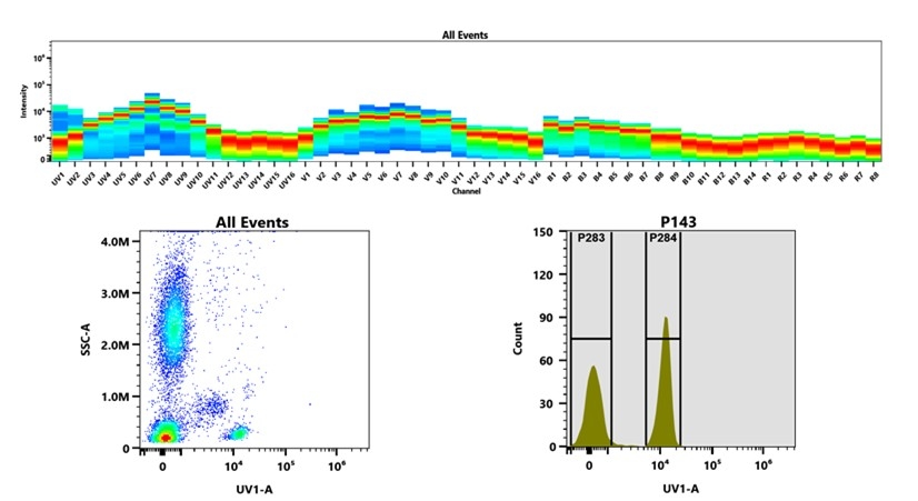 (Top) Spectral emission profiles generated using four spatially offset lasers (355 nm, 405 nm, 488 nm, and 640 nm). Each laser produced a distinct emission pattern, and their combination yielded the composite spectral signature. (Bottom) Flow cytometry analysis of whole blood stained with mFluor™ UV375 Anti-human CD4 conjugate. The fluorescence signal was monitored using an Aurora spectral flow cytometer in the specific UV1-A channel.