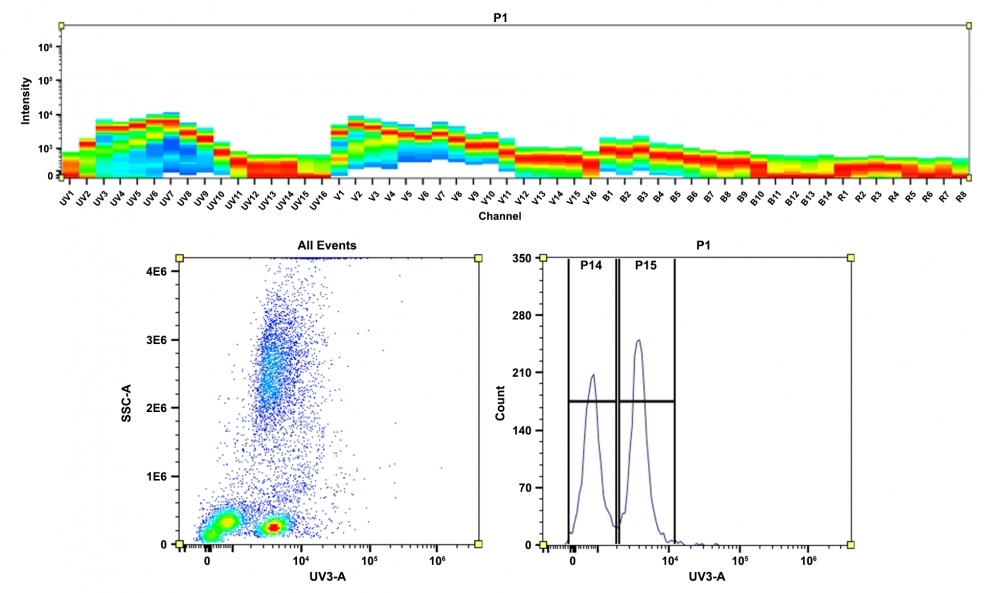 <b>Top)</b> The spectral pattern was obtained using a 4-laser spectral cytometer. Lasers at wavelengths of 355 nm, 405 nm, 488 nm, and 640 nm were spatially offset to generate four distinct emission profiles. The combination of these profiles resulted in the overall spectral signature. <b>Bottom)</b> Flow cytometry analysis was conducted on whole blood cells stained with the CD4-mFluor™ UV420 conjugate. The fluorescence signal was detected using an Aurora spectral flow cytometer, specifically in the UV3-A channel optimized for mFluor™ UV420.