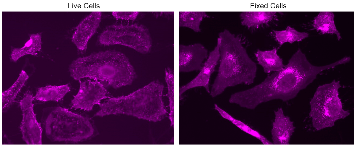 HeLa cells were stained with mFluor™ Violet 500-Wheat Germ Agglutinin (WGA) Conjugate at a concentration of 10 µg/mL for 30 minutes. Images were captured using a fluorescence microscope equipped with a Violet filter set.