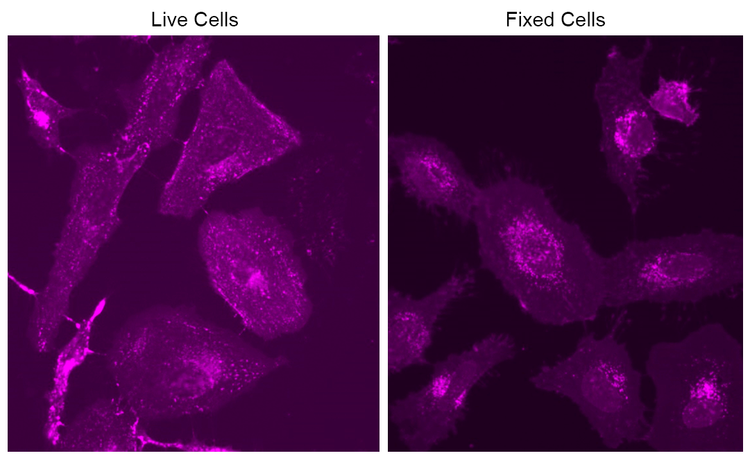HeLa cells were stained with mFluor™ Violet 540-Wheat Germ Agglutinin (WGA) Conjugate at a concentration of 10 µg/mL for 30 minutes. Images were captured using a fluorescence microscope equipped with a Violet filter set.