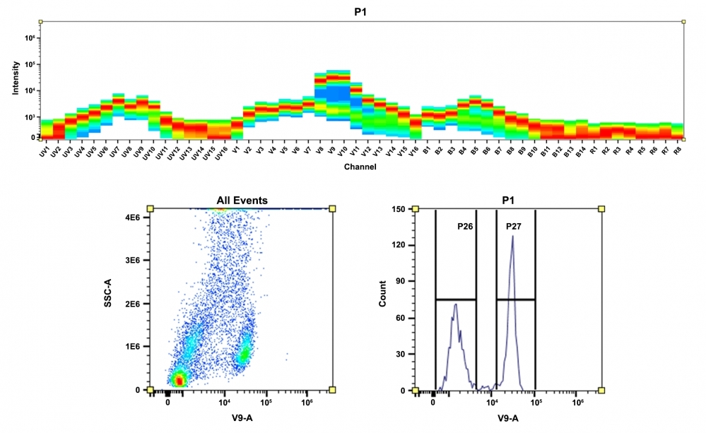 <strong>Top)</strong> Spectral pattern was generated using a 4-laser spectral cytometer. Spatially offset lasers (355 nm, 405 nm, 488 nm, and 640 nm) were used to generate four distinct emission profiles, then, when combined, yielded the overall spectral signature. <strong>Bottom)</strong> Flow cytometry analysis of whole blood cells stained with CD4-mFluor™ Violet 590 conjugate. The fluorescence signal was monitored using an Aurora spectral flow cytometer in the mFluor™ Violet 590 specific V9-A channel.