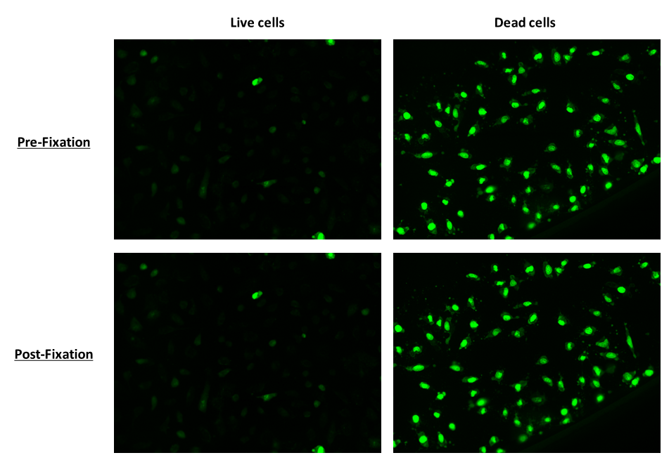 Image of live and dead HeLa cells stained with Nuclear Green™ Fixable DCS1 dye. Images were acquired before and after fixation with 4% formaldehyde by fluorescence microscopy equipped with a FITC filter set.
