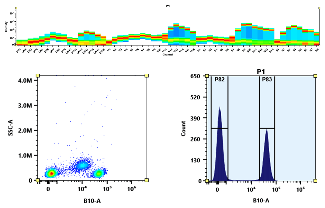 (Top) Spectral emission profiles generated using a 4-laser spectral cytometer. Spatially offset lasers (355 nm, 405 nm, 488 nm, and 640 nm) produced four distinct emission patterns that, when combined, yielded the composite spectral signature.
(Bottom) Flow cytometry analysis of PBMCs stained with PerCP-iFluor® 700 Anti-human CD4 (Clone: SK3) conjugate. The fluorescence signal was monitored using a Cytek Aurora spectral flow cytometer in the PerCP-iFluor® 700-specific B10-A channel.