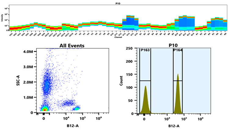 (Top) Spectral emission profiles generated using a 4-laser spectral cytometer. Spatially offset lasers (355 nm, 405 nm, 488 nm, and 640 nm) were used to create four distinct emission profiles that, when combined, yielded the overall spectral signature.
(Bottom) Flow cytometry analysis of whole blood stained with PerCP-iFluor® 710 Anti-human CD4 (Clone: SK3) conjugate. The fluorescence signal was monitored using a Cytek Aurora spectral flow cytometer in the PerCP-iFluor® 710-specific B12-A channel.