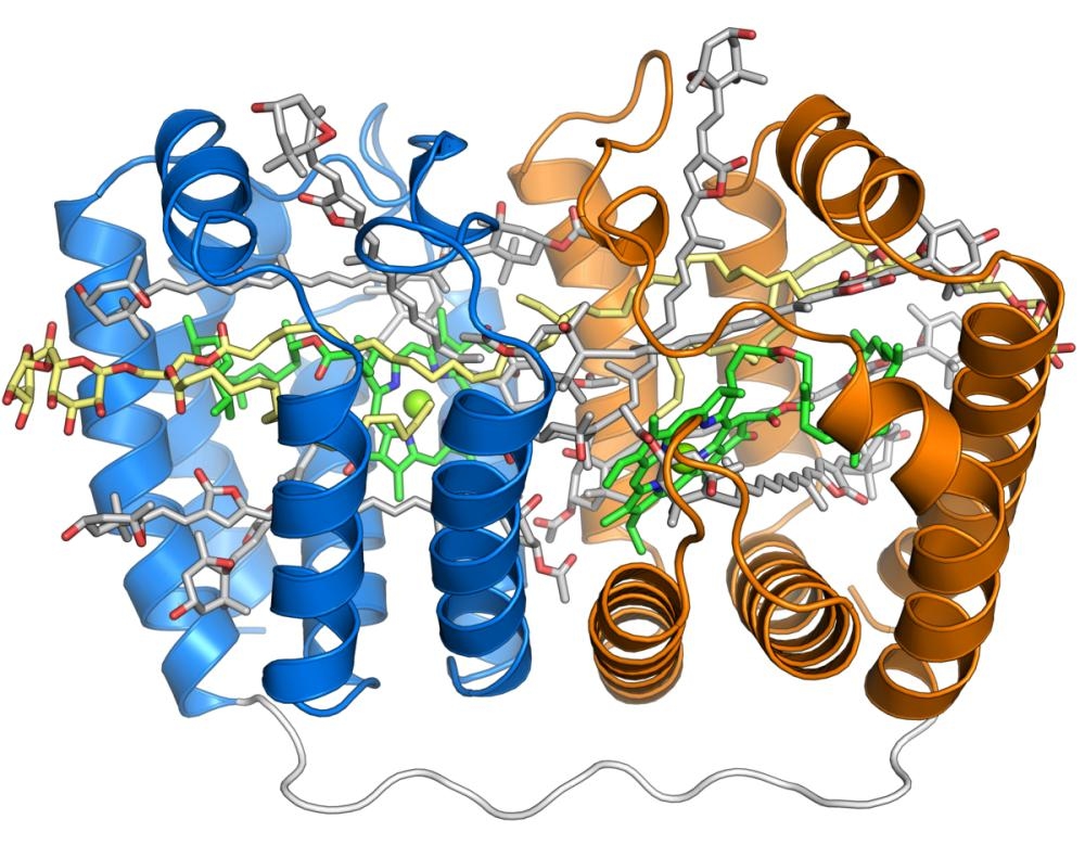 <p>Peridinin chlorophyll (PerCP) is an apocarotenoid pigment that some organisms use in photosynthesis. Many photosynthetic dinoflagellates use peridinin, which absorbs blue-green light in the 470-550 nm range, outside the range accessible to chlorophyll molecules. The peridinin-chlorophyll-protein complex is a specialized molecular complex consisting of a boat-shaped protein molecule with a large central cavity that contains peridinin, chlorophyll, and lipid molecules, usually in a 4:1 ratio of peridinin to chlorophyll. PerCP is commonly used in immunoassays such as fluorescence-activated cell sorting (FACS) and flow cytometry. The fluorophore is covalently linked to proteins or antibodies for use in research applications.</p>