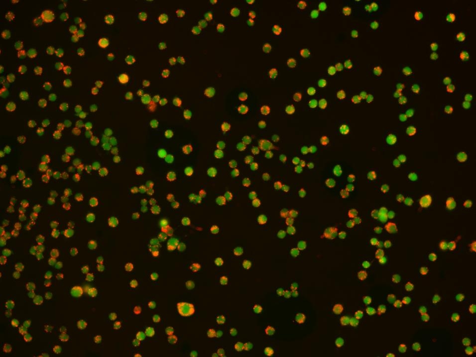 <p>Phagocytosis was examined in RAW 264.7 cells by Protonex™ Red 600-Latex Bead Conjugate (Cat # 21209). The cells were incubated with Protonex™ 600 Latex Beads in growth medium for 4 hours.  CytoTrace™ Green CMFDA  (Cat # 22017) was used to track live cells. The image (20X) was taken using Keyence Fluorescence Microscopy. </p>