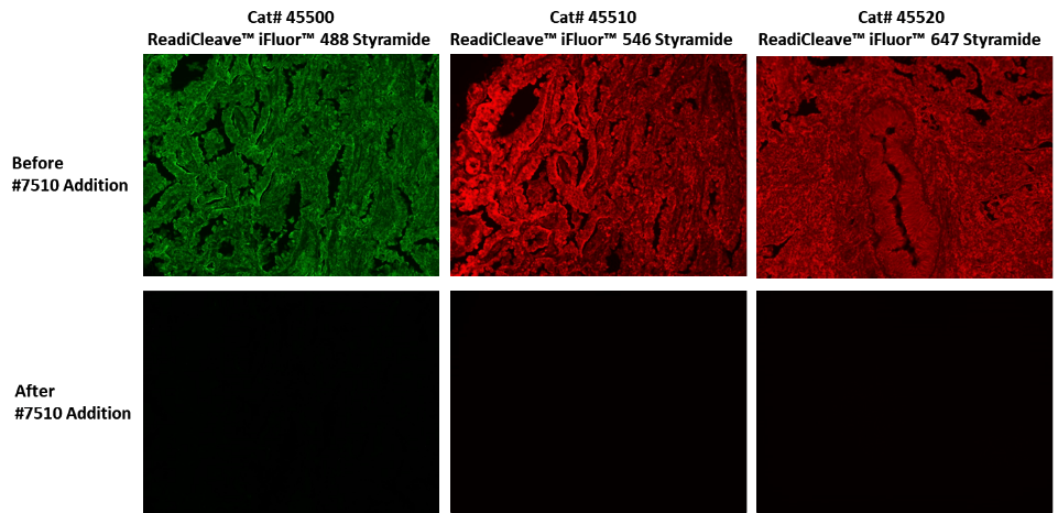 Fluorescence imaging for the detection of EpCAM in lung adenocarcinoma was conducted using ReadiCleave™ iFluor® 488 Styramide (Cat# 45500), ReadiCleave™ iFluor® 546 Styramide (Cat# 45510), and ReadiCleave™ iFluor® 647 Styramide (Cat# 45520). Images were captured both before and after treatment with ReadiCleave™ AML Cleavage Buffer, providing comparative insights into the effectiveness of the cleavage buffer treatment.
