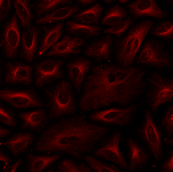 HeLa cells were labeled with mouse anti-tubulin followed by a goat anti-mouse IgG conjugated to iFluor® 750 using the ReadiLink™ Rapid iFluor® 750 Antibody Labeling Kit (Cat No. 5718).