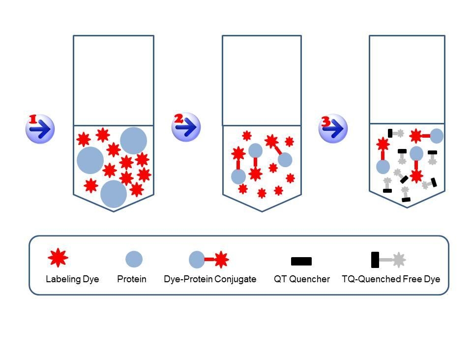 <strong>Readilink™ Kit Labeling Principle: </strong>1).<strong> <em><u>Start</u> </em></strong>the labeling reaction by mixing a labeling dye with a protein (to be labeled) in the Reaction Buffer (pH 7.5-8.5). 2). <strong><em><u>Incubation</u></em> </strong>gives a mixture of the desired protein conjugate and unreactive free dye. 3). <strong><em><u>Quench</u> </em></strong>the reaction by mixing a non-fluorescent Tide Quencher™ (TQ) dye with the reaction solution. The TQ dye stops the reaction AND converts the unreactive free labeling dye to the non-fluorescent TQ-Labeling dye complex, which eliminates the background fluorescence interference of the free labeling dye.