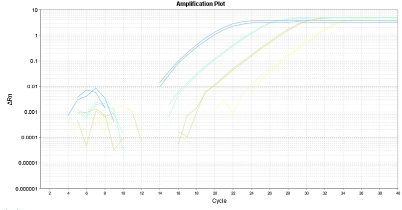 GAPDH gene expression analysis using TAQuest™ qPCR Master Mix with Helixyte™ Green *Low ROX*. Total RNA was extracted from HeLa cells, and cDNA was amplified in replicate reactions (1000, 100, 10, 1, 0 ng- From left to right) using the ReadiScript™ RT Reverse Transcription Kit. 2 µL volumes were used for each reaction for the qPCR detection of GAPDH.