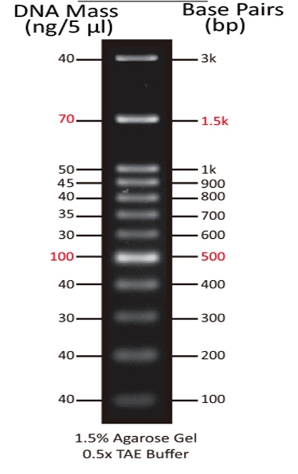 ReadiUse™ 100 bp DNA Ladder (5 uL/well) was run on 1.5% agarose gel with 0.5X TAE Buffer.