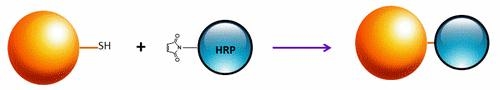 <p>ReadiUse™ Preactivated HRP maleimide can be used to label thiol-containing proteins in the manner shown. The reaction is a  simple 1-2 hours mixing and in most cases does not require further purification before use.</p>