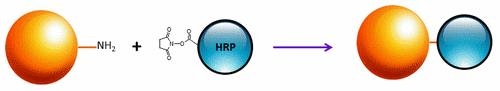 <p>Mechanism for conjugation of horseradish peroxidase (HRP) to target protein using activated NHS ester.</p>